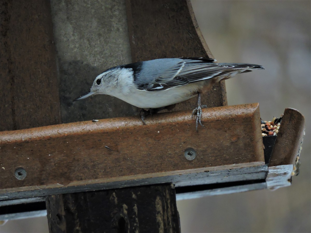 White-breasted Nuthatch - ML202660711