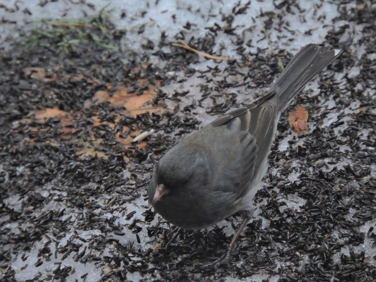 Dark-eyed Junco (Slate-colored) - ML202661201