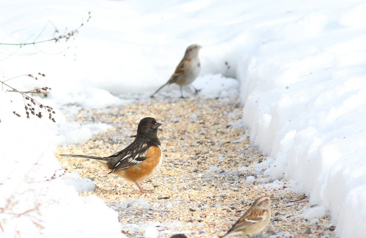 Spotted Towhee - ML202661211