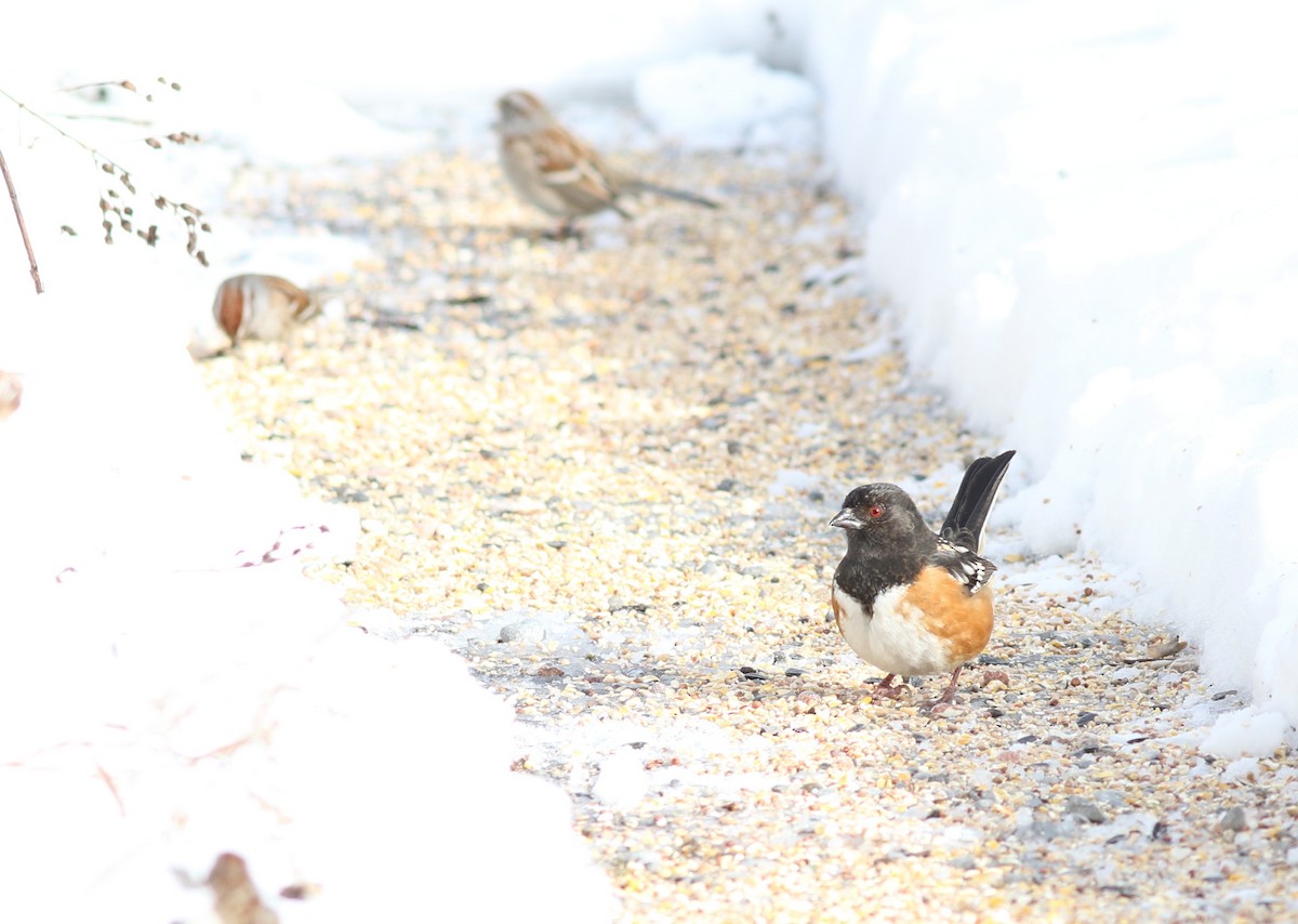 Spotted Towhee - ML202661821