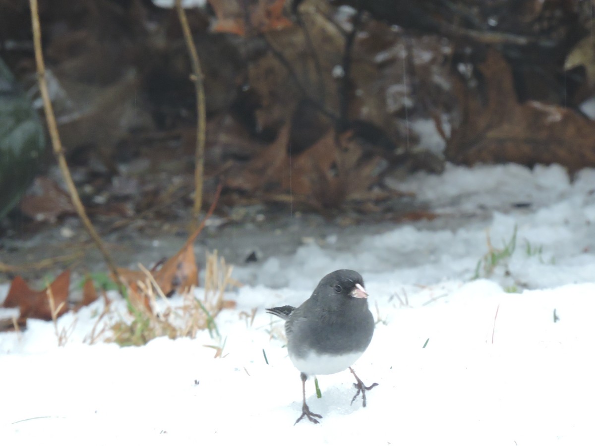 Dark-eyed Junco (cismontanus) - ML202662171