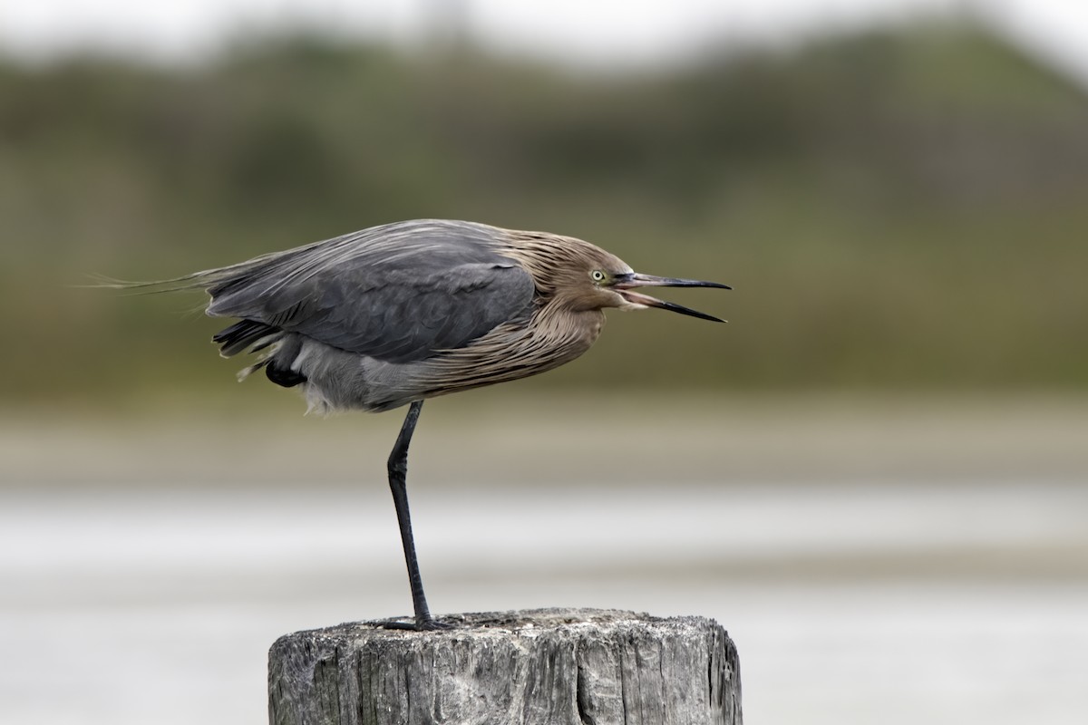 Reddish Egret - Nancy Maciolek Blake