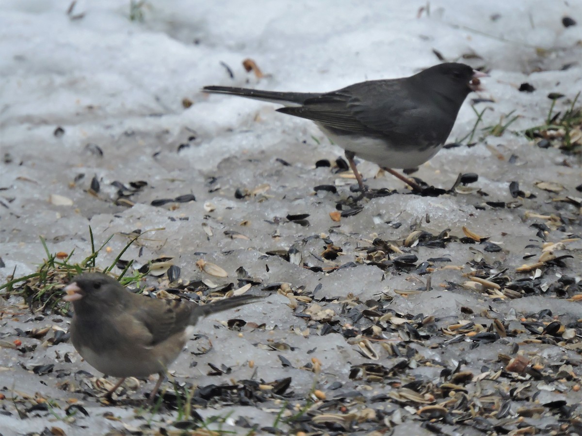 Dark-eyed Junco (cismontanus) - ML202662741