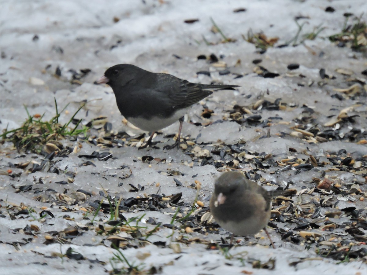 Dark-eyed Junco (cismontanus) - ML202662791