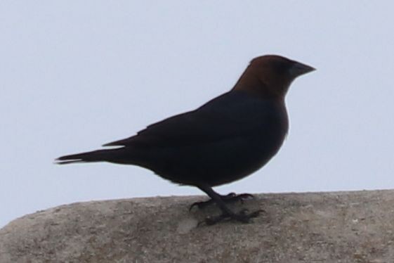 Brown-headed Cowbird - ML202662801