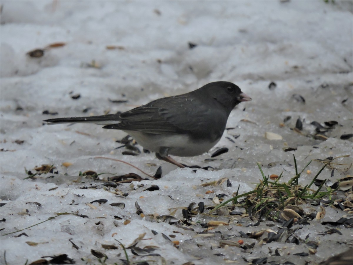 Dark-eyed Junco (cismontanus) - ML202662821