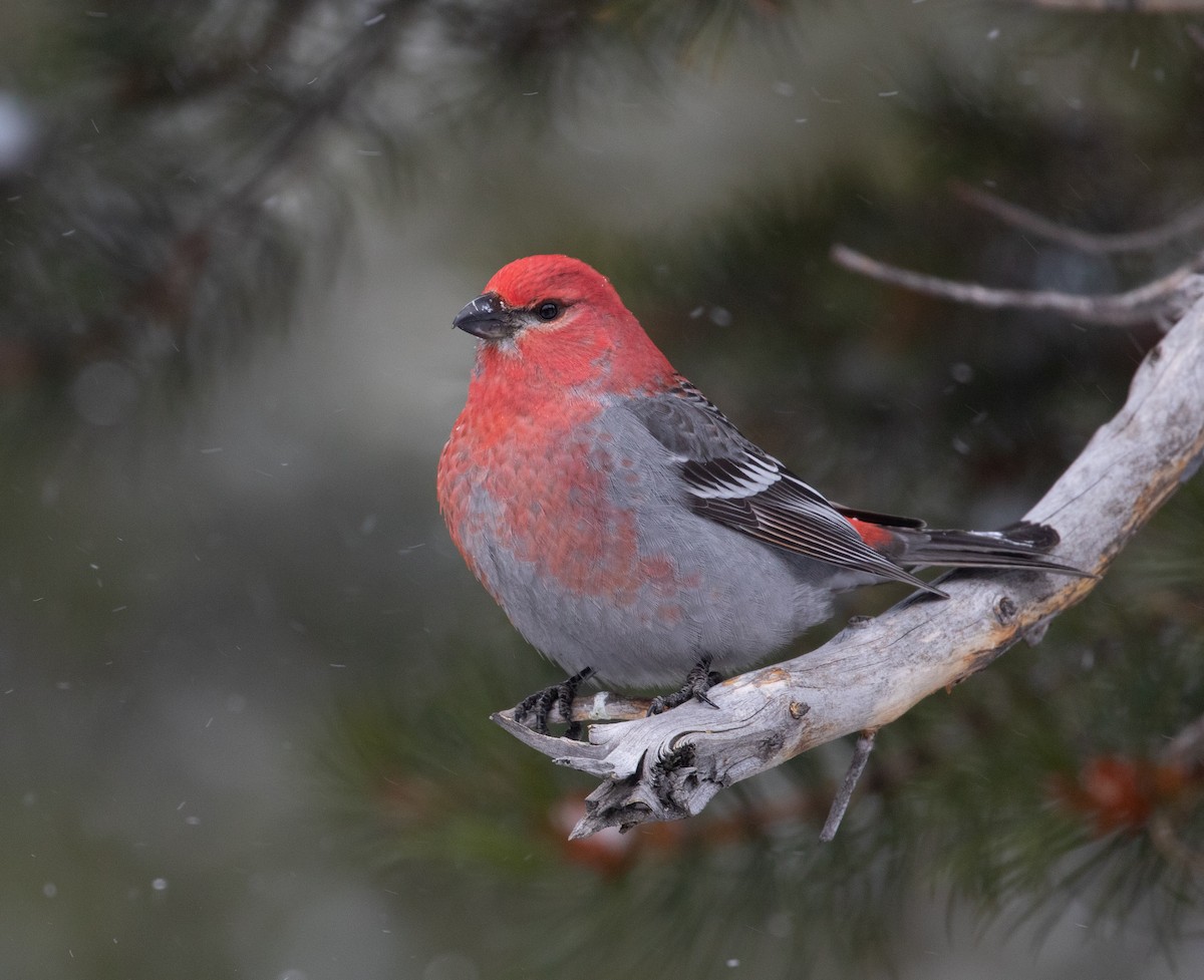 Pine Grosbeak - ML202666841