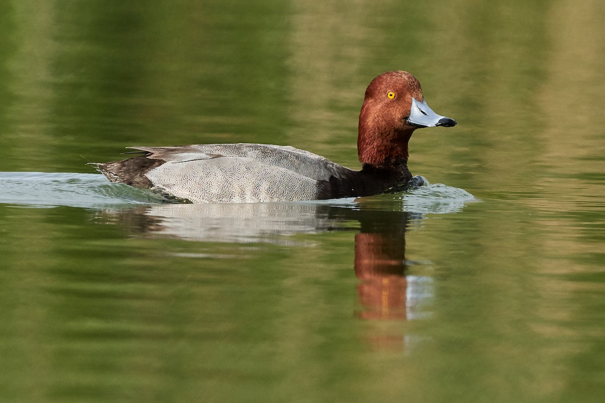 Redhead - Cindy Marple