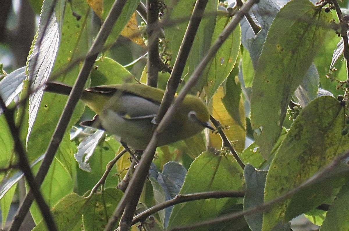 South Pare White-eye - ML202666981