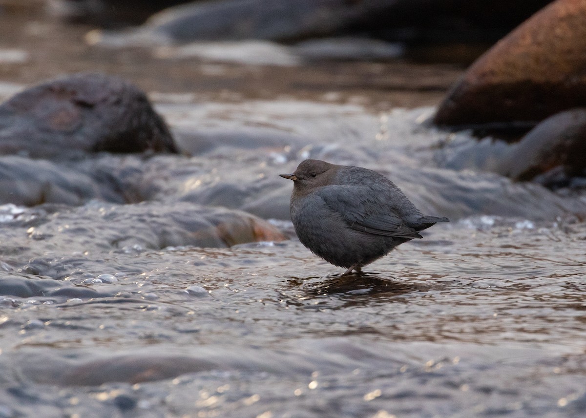 American Dipper - ML202667071