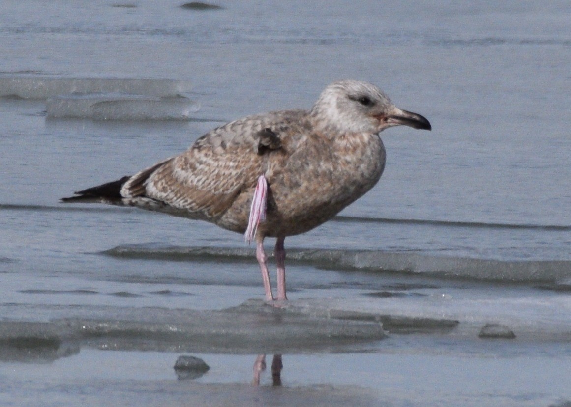 Herring Gull - ML202667161