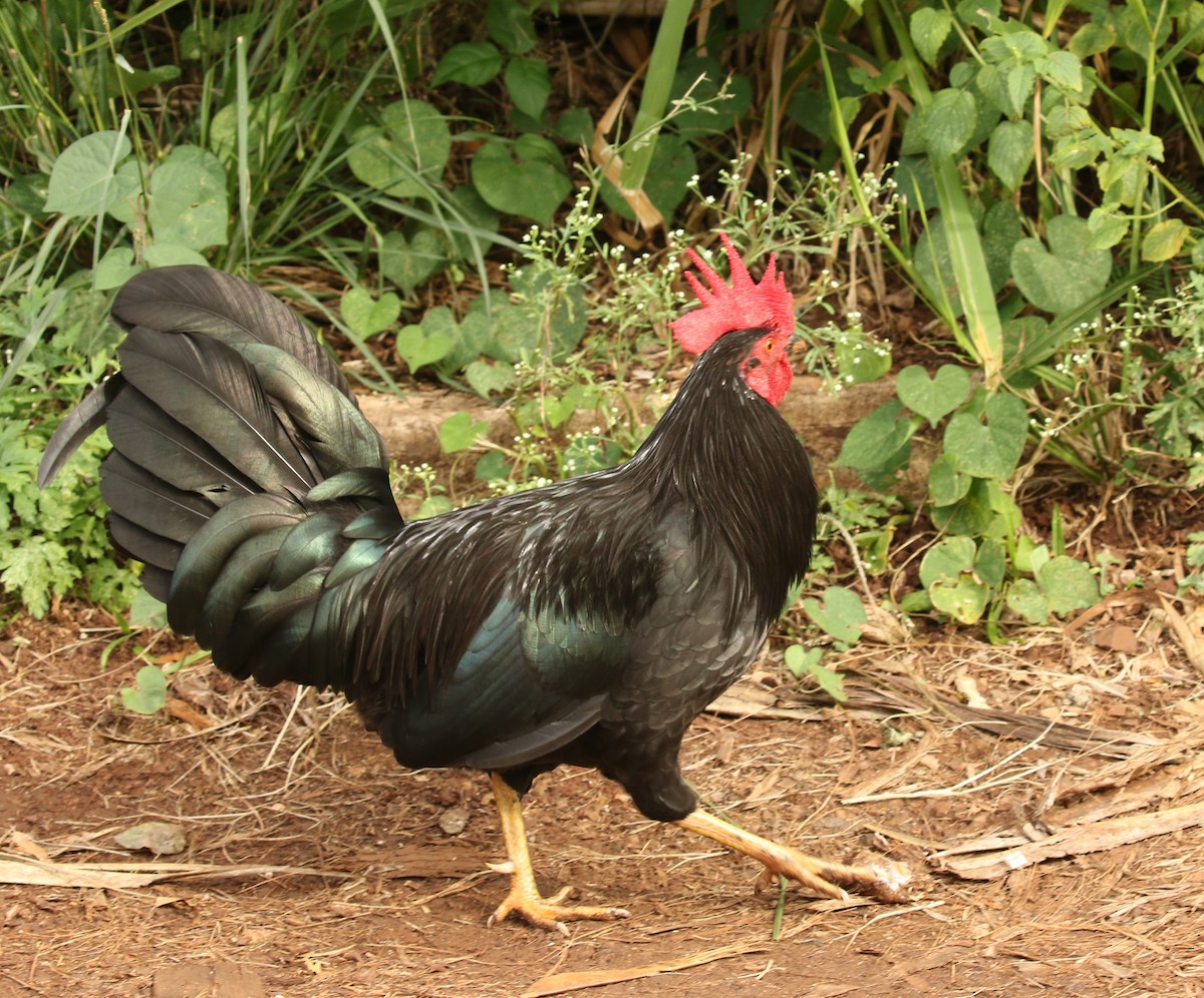 Red Junglefowl (Domestic type) - ML202668011