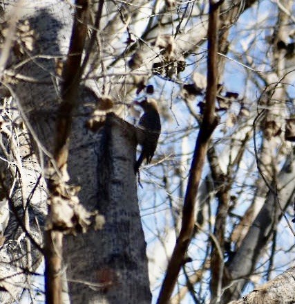 Gila Woodpecker - ML202668191