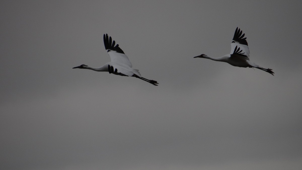 Whooping Crane - ML202668831