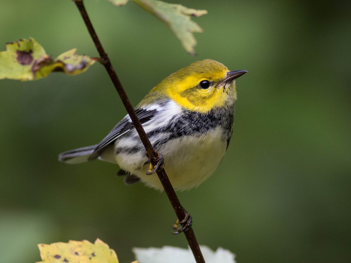 Black-throated Green Warbler - ML20266901