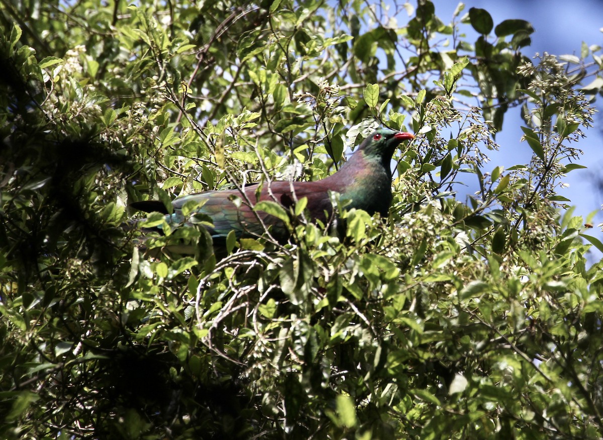 New Zealand Pigeon - Kathleen McEachern