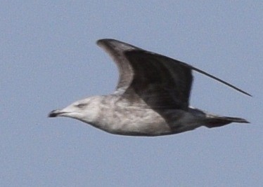 Herring Gull - ML202669191