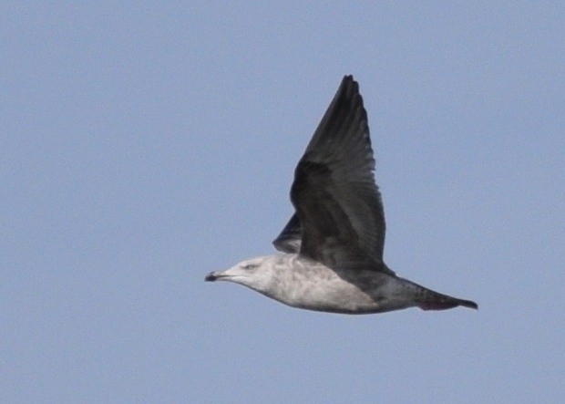 Herring Gull - ML202669201