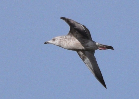 Herring Gull - ML202669211