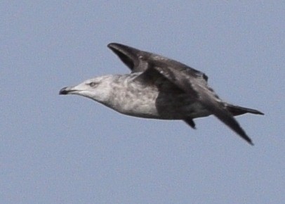 Herring Gull - ML202669221