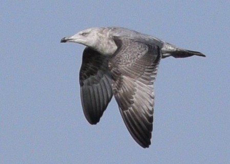 Herring Gull - ML202669241