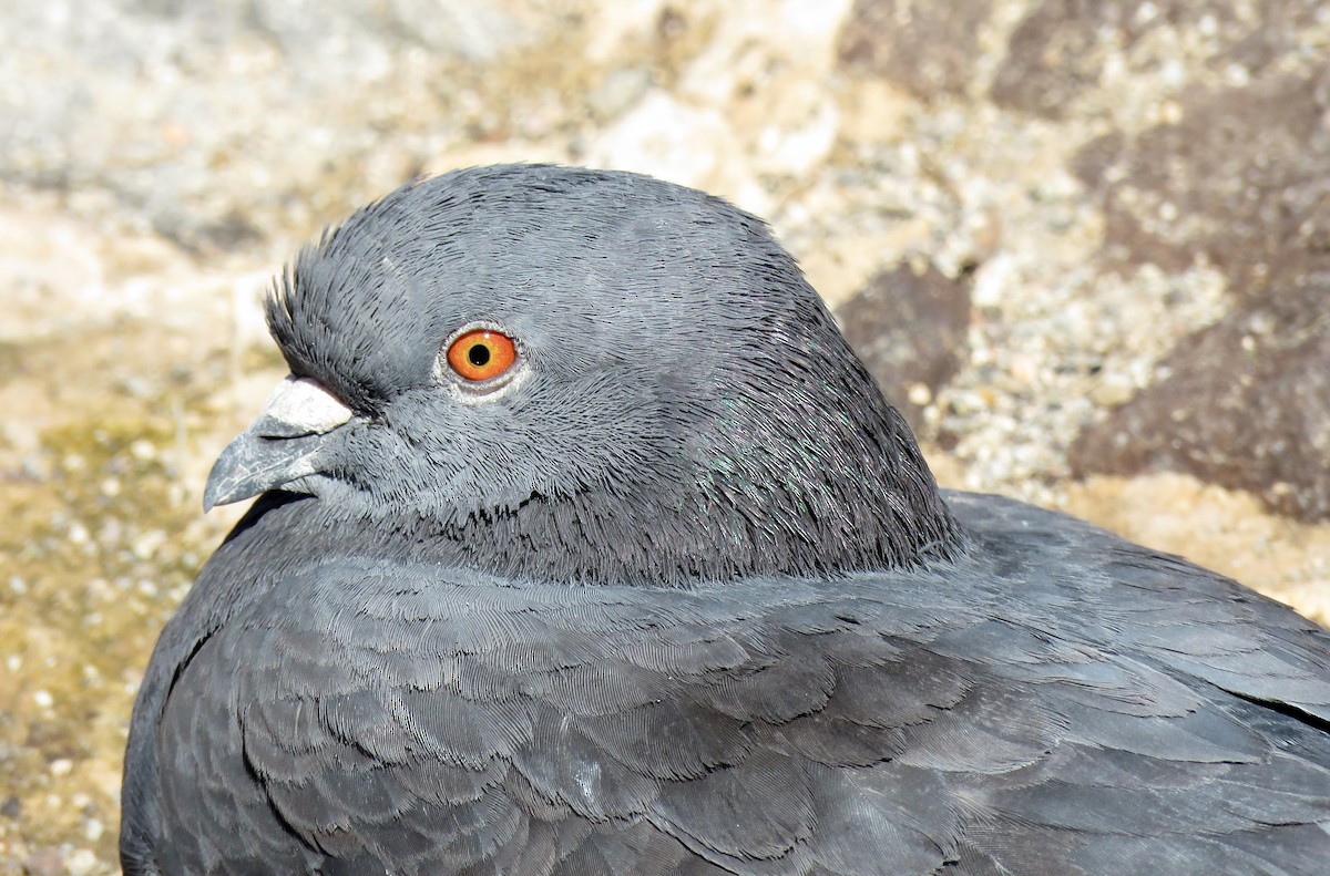 Rock Pigeon (Feral Pigeon) - Ricardo Barrios