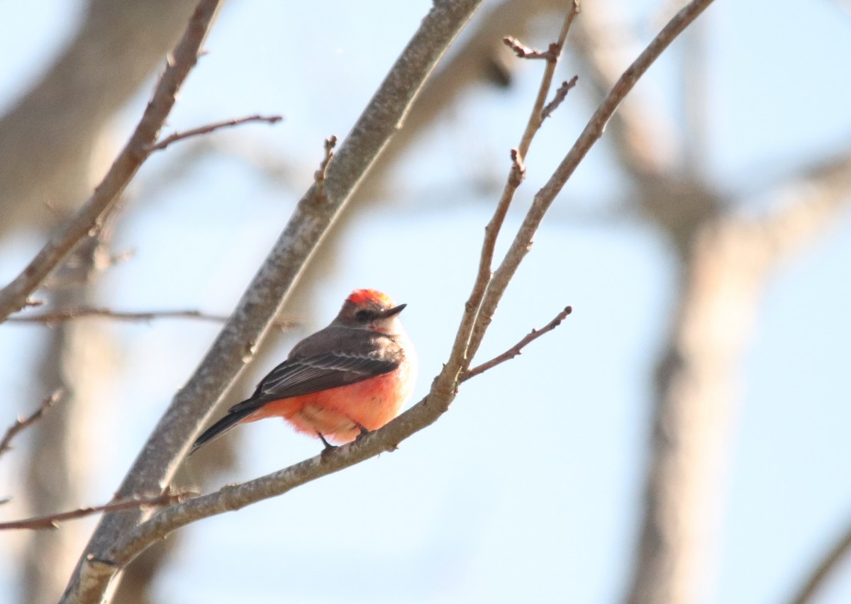 Vermilion Flycatcher - ML202672321