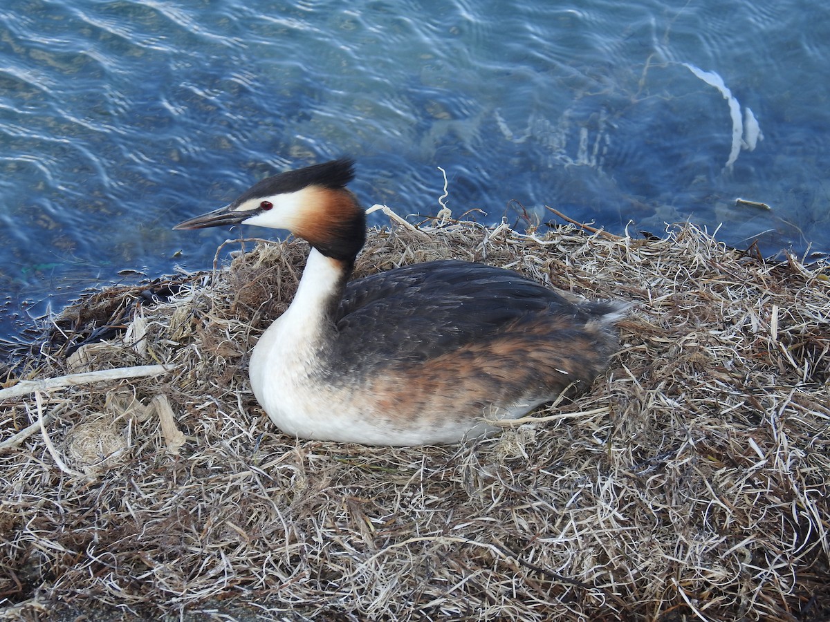 Great Crested Grebe - Srinivas Daripineni