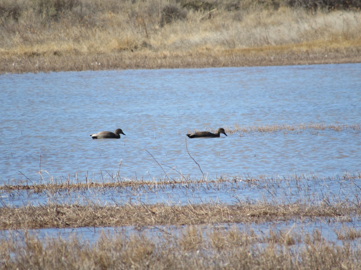 Gadwall - Regina Doorn