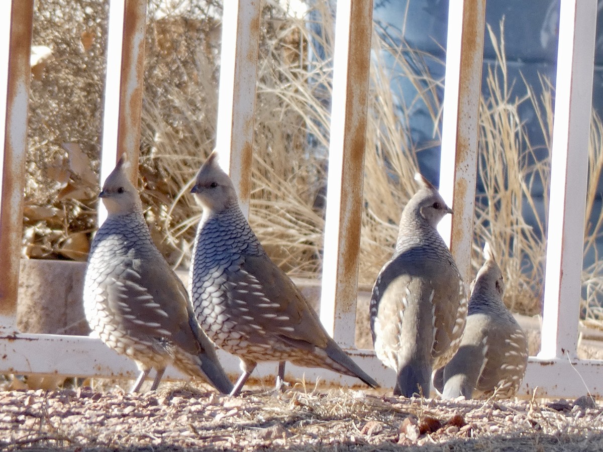 Scaled Quail - ML202675221
