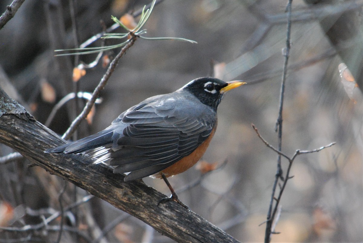 American Robin - ML202675321