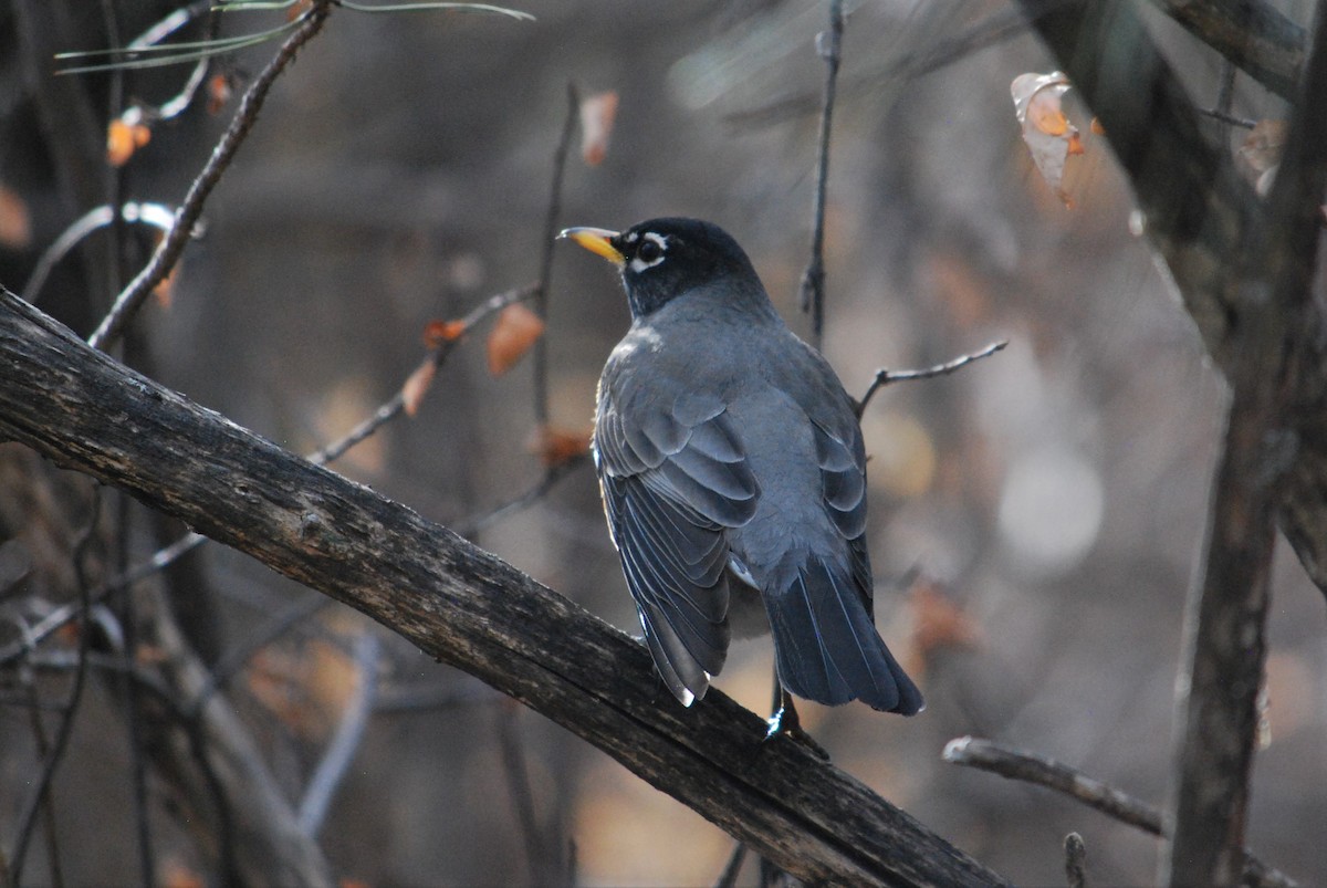 American Robin - ML202675331