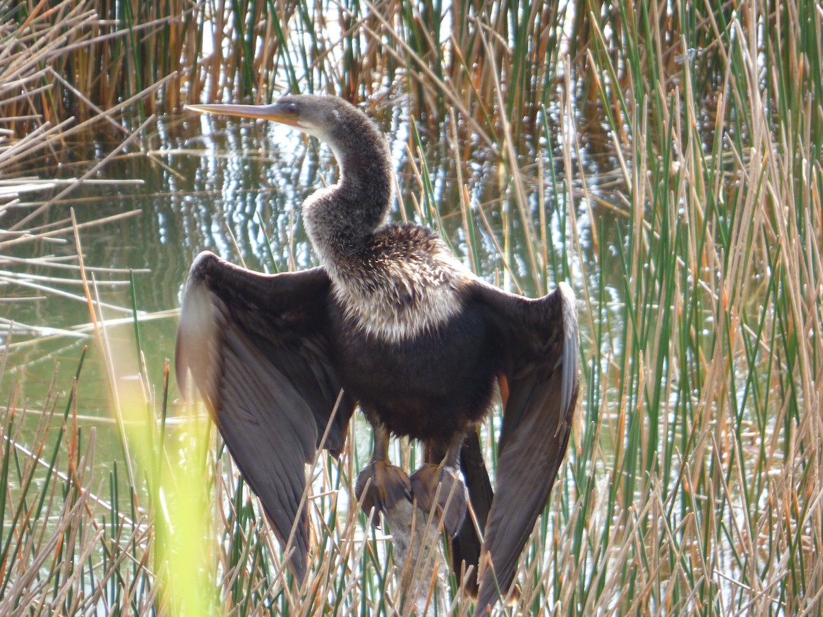 Amerika-Schlangenhalsvogel - ML202675391