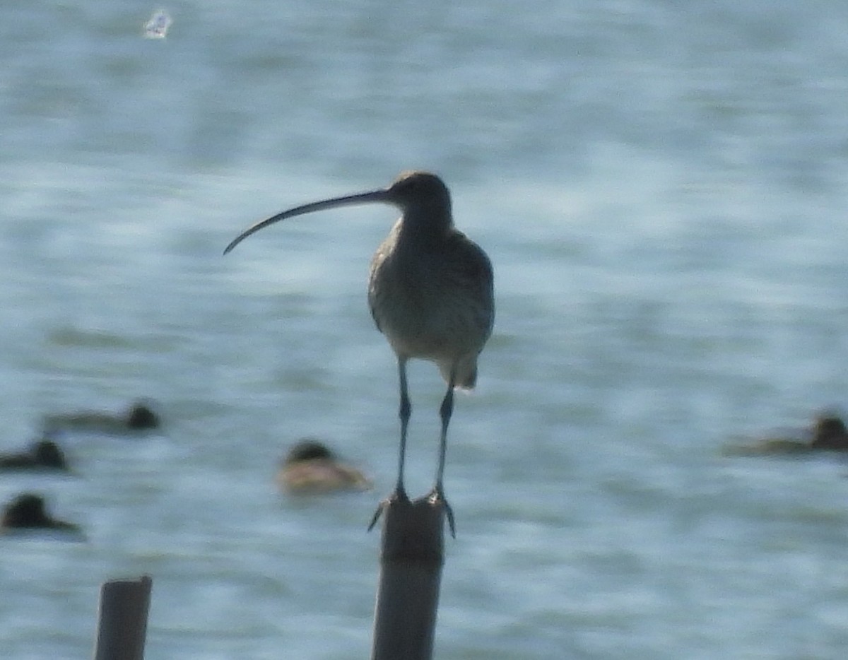 Far Eastern Curlew - Yoshio Akasaka