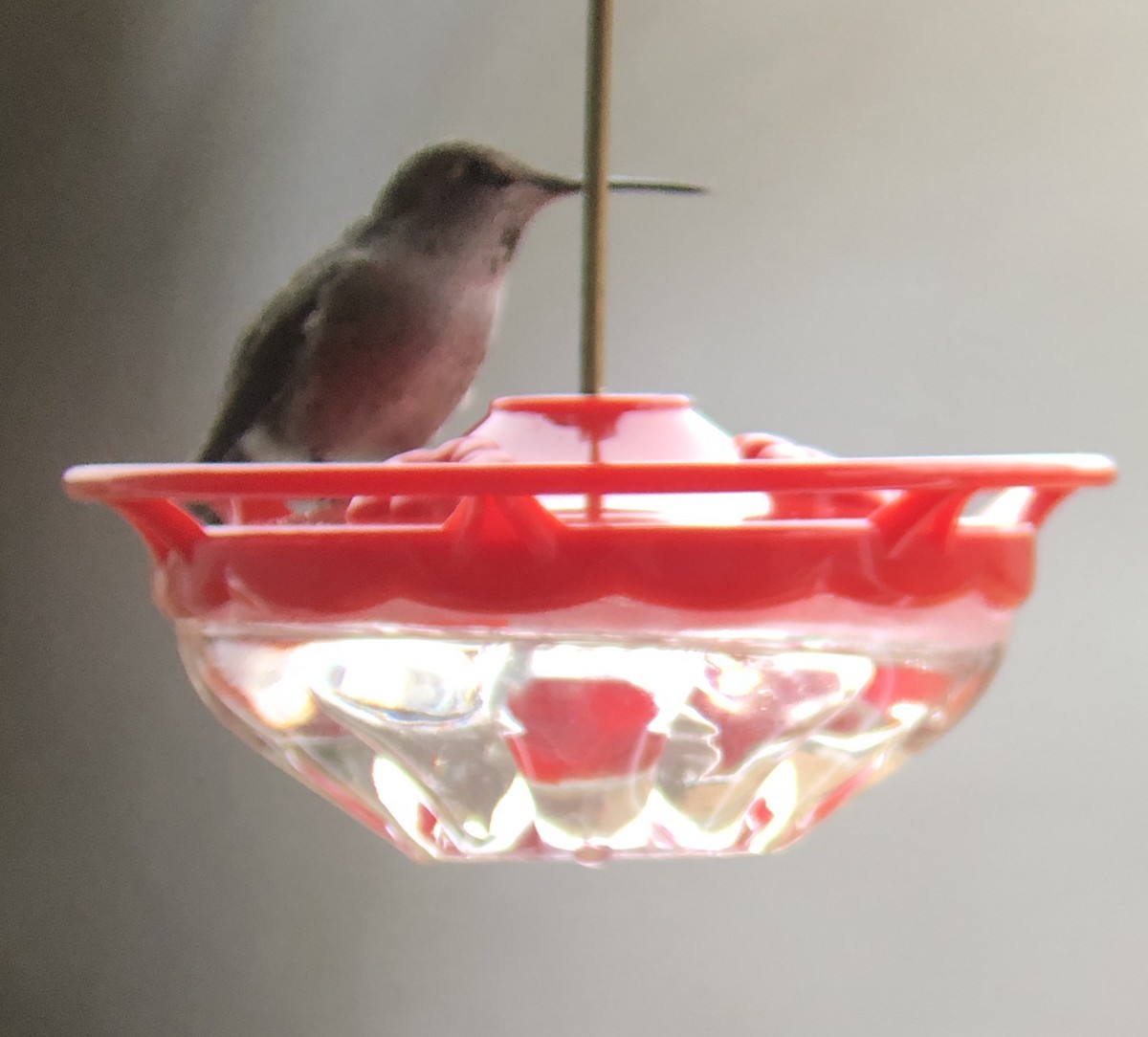 Anna's Hummingbird - ML202676831