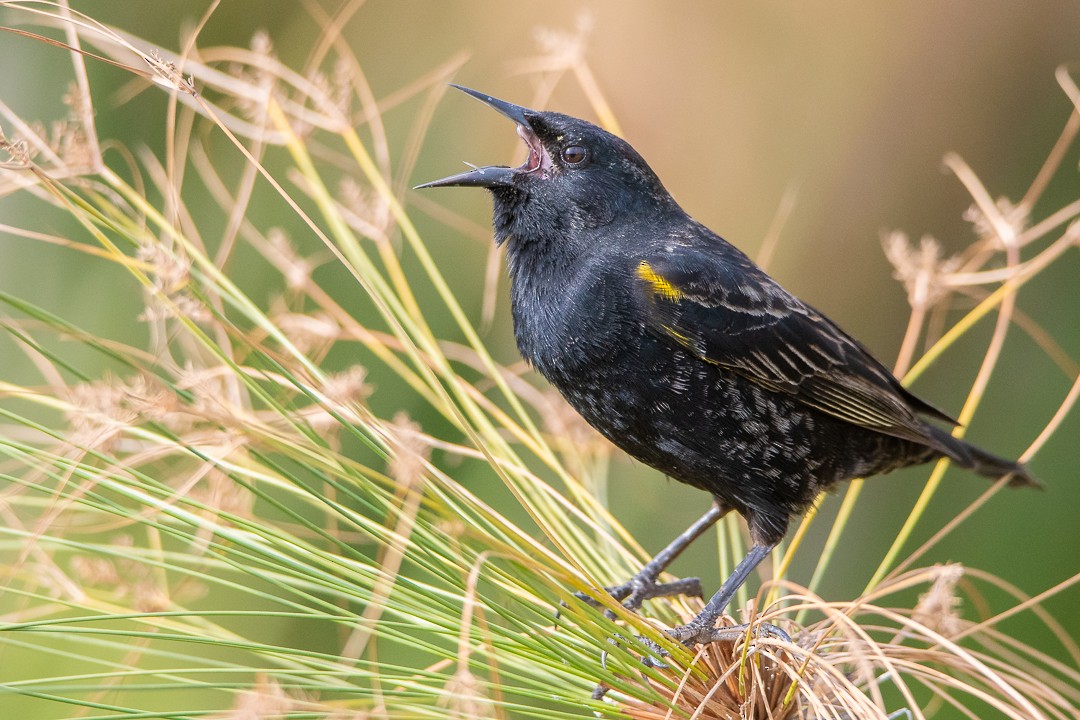 Yellow-winged Blackbird - ML202677551