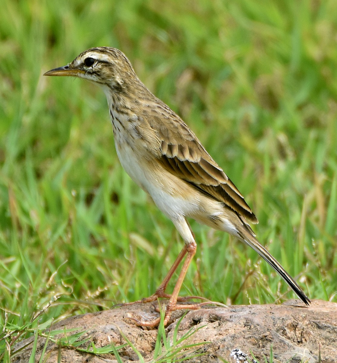 Paddyfield Pipit - Chris Chafer