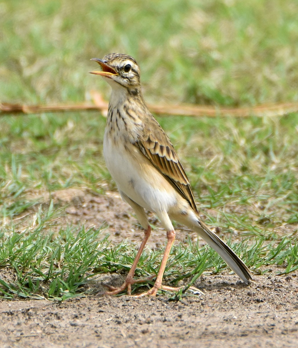 Paddyfield Pipit - ML202681531