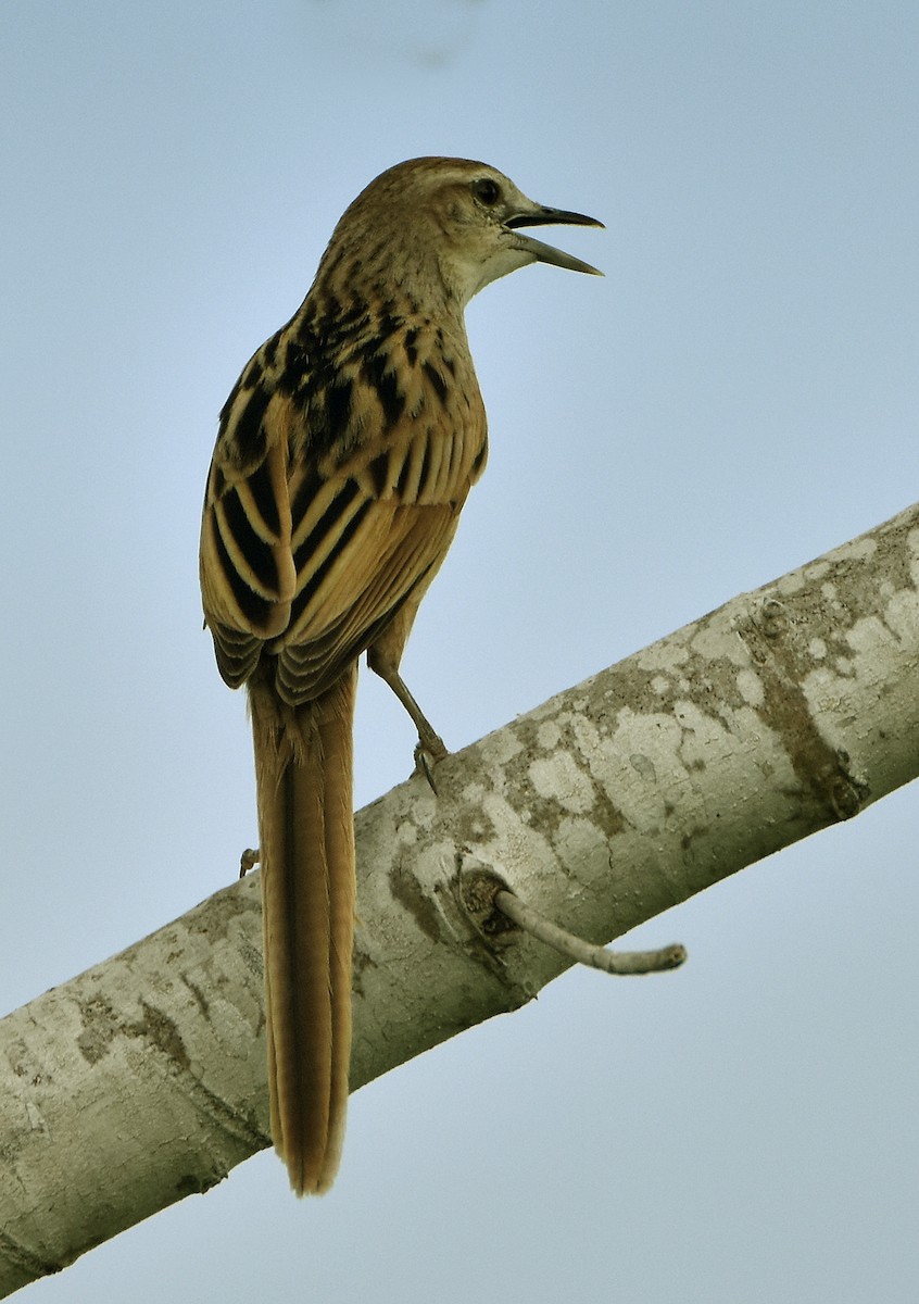 Striated Grassbird - ML202681541