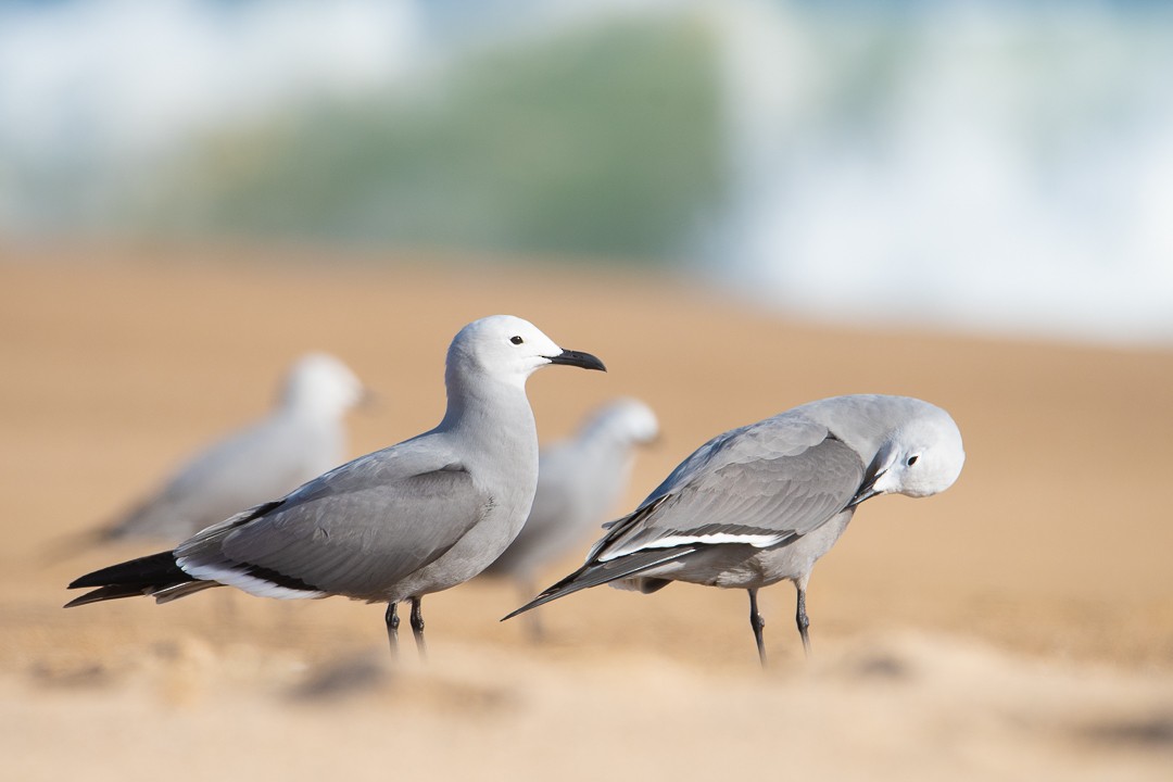 Gray Gull - ML202681771