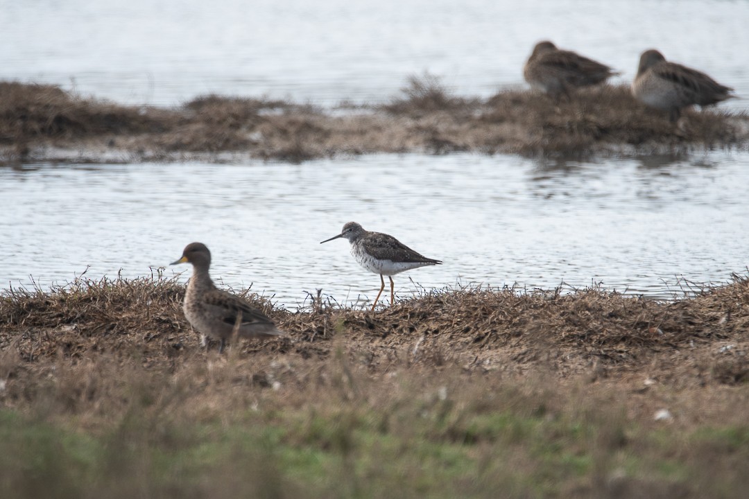 Greater Yellowlegs - Darío de la Fuente - Chilean Nature