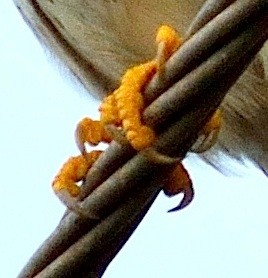 Lesser Kestrel - Savio Fonseca (www.avocet-peregrine.com)