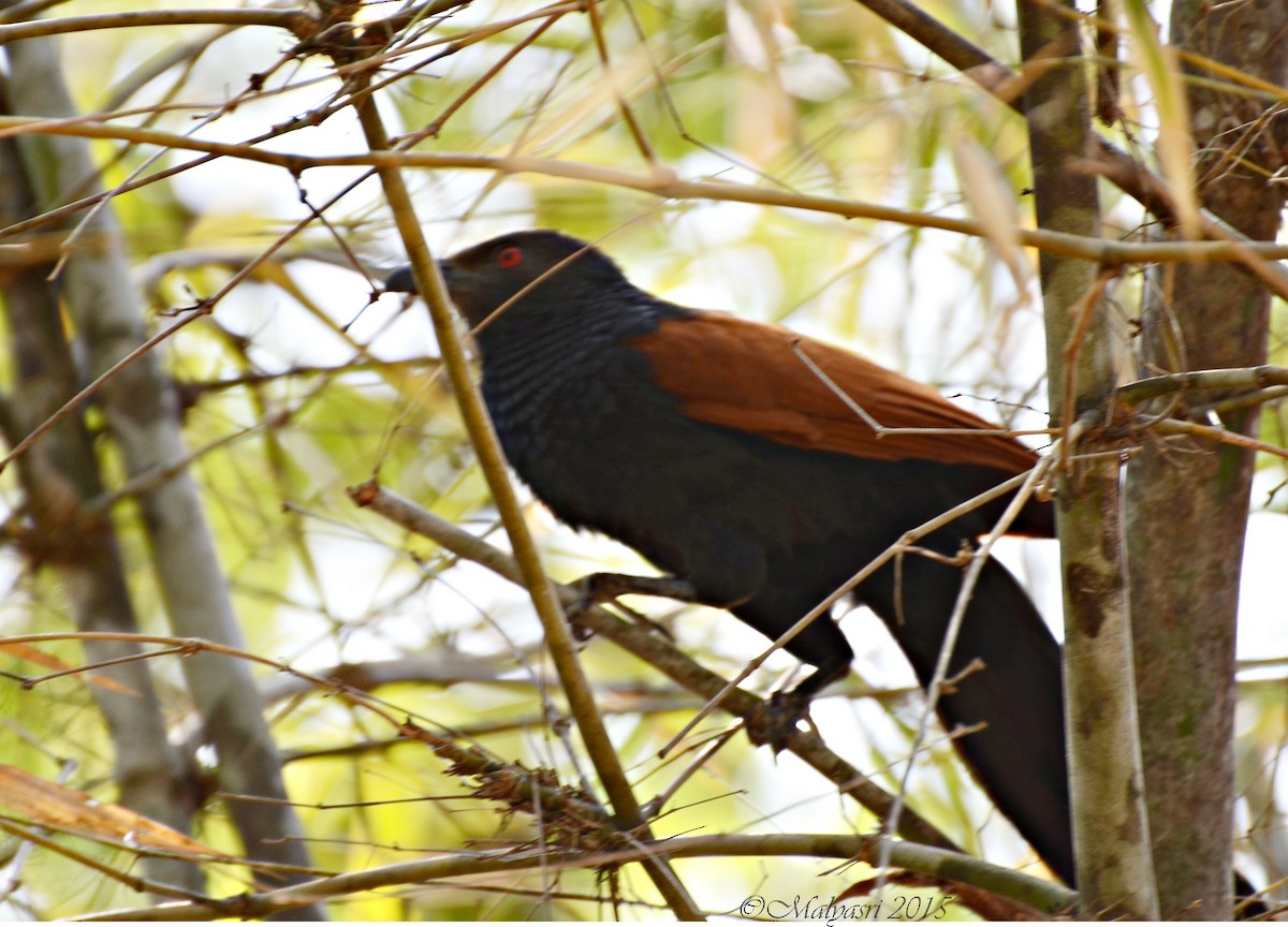 Greater Coucal - ML202682711
