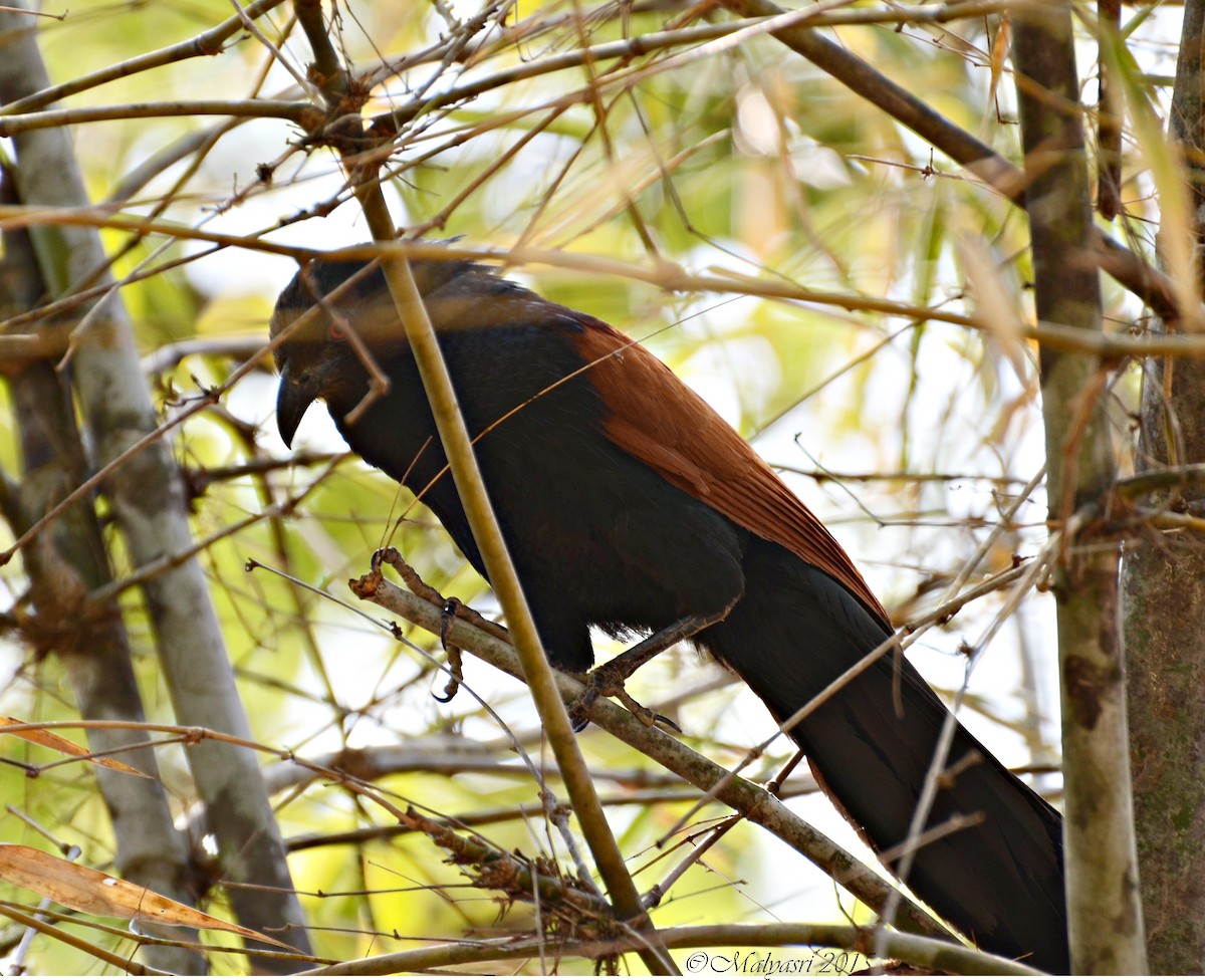 Greater Coucal - ML202682721