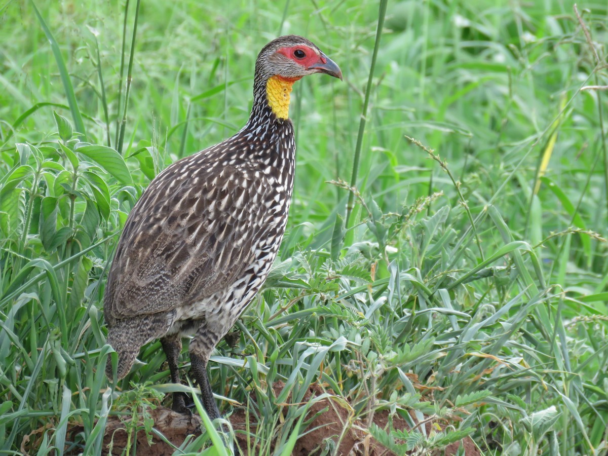 Yellow-necked Spurfowl - Howard Laidlaw