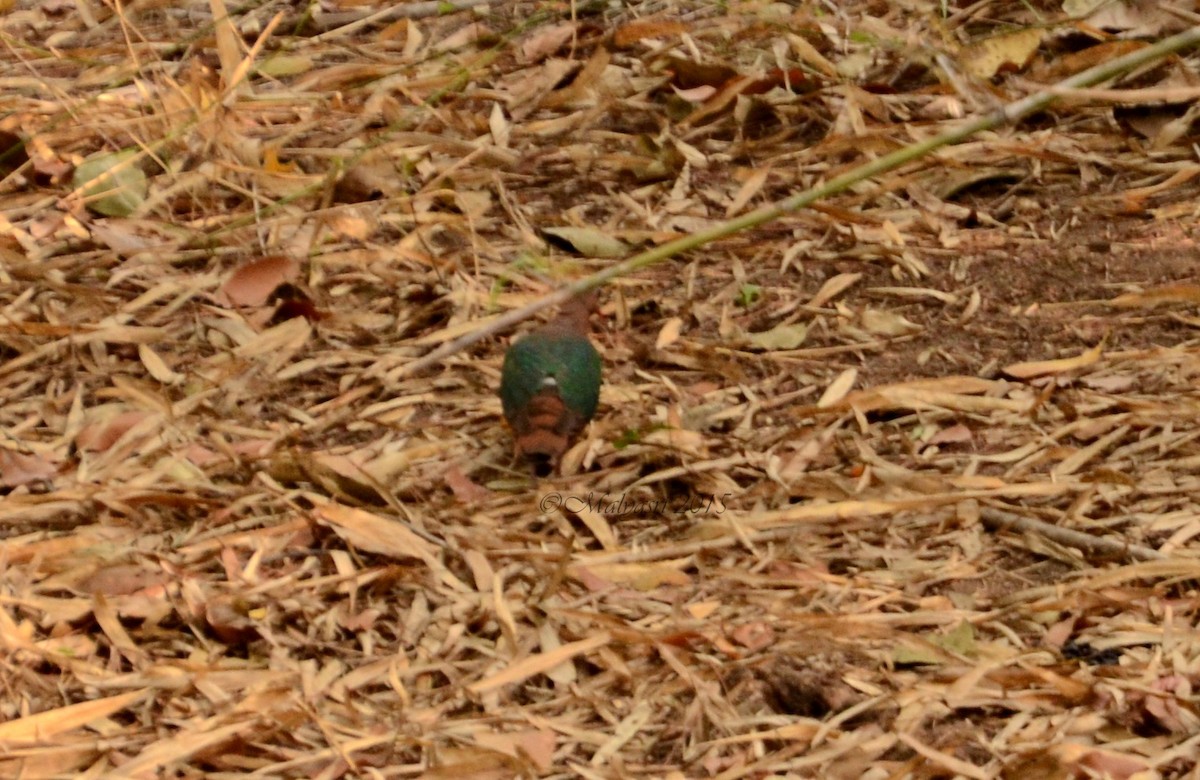 Голуб-зеленокрил індійський - ML202683891