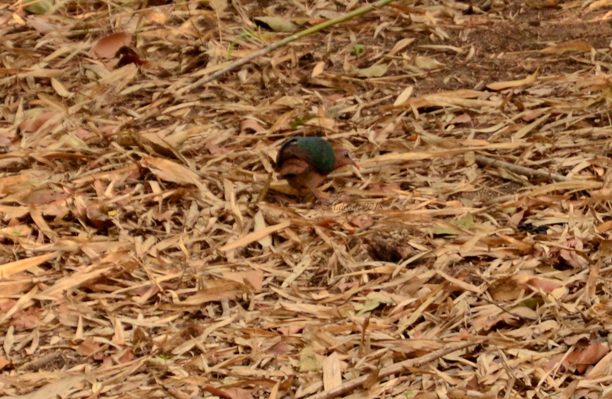 Asian Emerald Dove - Malyasri Bhattacharya