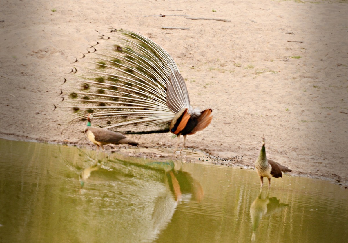 Indian Peafowl - ML202684381