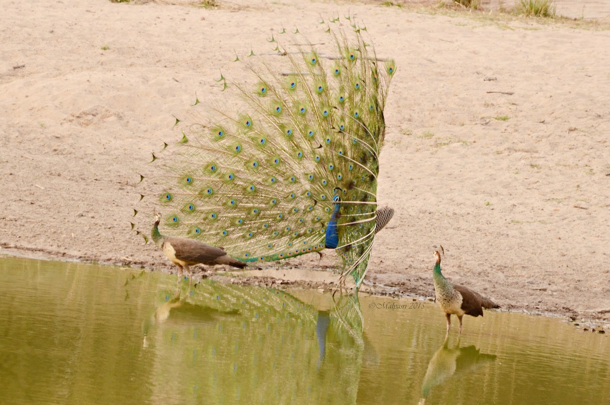 Indian Peafowl - ML202684391