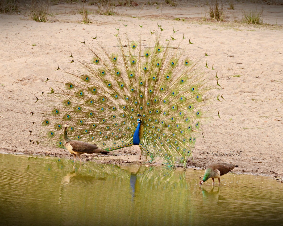 Indian Peafowl - ML202684421